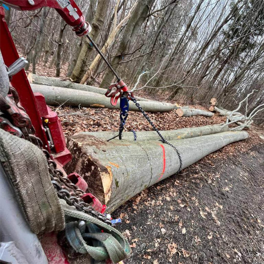 Holzstamm rücken im Wald